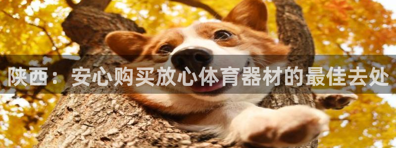 尊龙-人生就是博!：陕西：安心购买放心体育器材的最佳